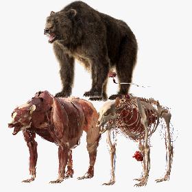 3D Bear Anatomy (Fur) model